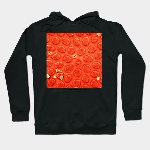 Diatom - Thalassiosira in SEM (cribra, orange) Hoodie by DiatomsATTACK